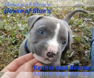 American Pit Bull Terrier Puppy for sale in DELAWARE, OH, USA