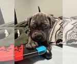 Small Photo #16 Cane Corso Puppy For Sale in COLONIAL HEIGHTS, VA, USA