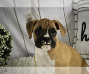 Boxer Puppy for sale in SHIPSHEWANA, IN, USA