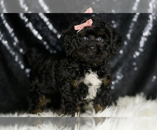 Medium Photo #3 Goldendoodle (Miniature) Puppy For Sale in WARSAW, IN, USA