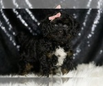 Small #2 Goldendoodle (Miniature)