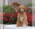 Small Photo #1 Poodle (Standard) Puppy For Sale in GAP, PA, USA