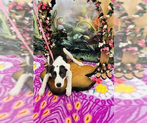 Border Collie Dogs for adoption in Globe, AZ, USA