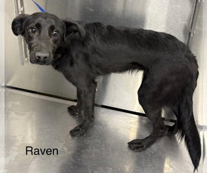Collie-Labrador Retriever Mix Dogs for adoption in East Derry, NH, USA