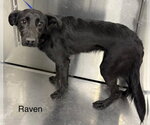 Small Collie-Labrador Retriever Mix