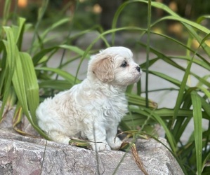 Cava-Tzu Puppy for Sale in NAPERVILLE, Illinois USA