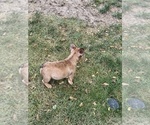 Small Photo #16 French Bulldog Puppy For Sale in AMARILLO, TX, USA