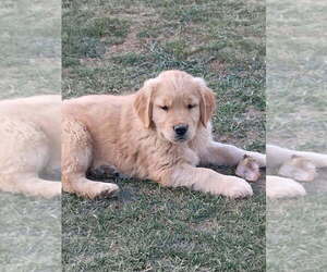 Golden Retriever Puppy for sale in LOWER SALEM, OH, USA