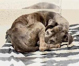Great Dane Dogs for adoption in Houston, TX, USA