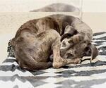BELLE - Female Great Dane Dog for Adoption - Small photo