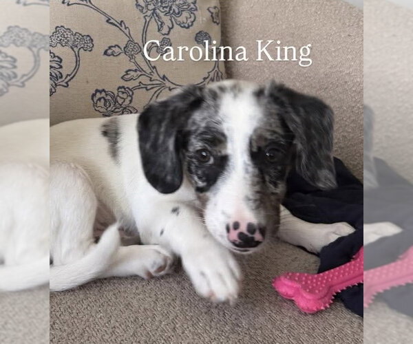 Medium Photo #3 Australian Shepherd-Unknown Mix Puppy For Sale in pomfret, CT, USA