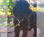 Small Photo #3 Poodle (Standard) Puppy For Sale in SAN BERNARDINO, CA, USA