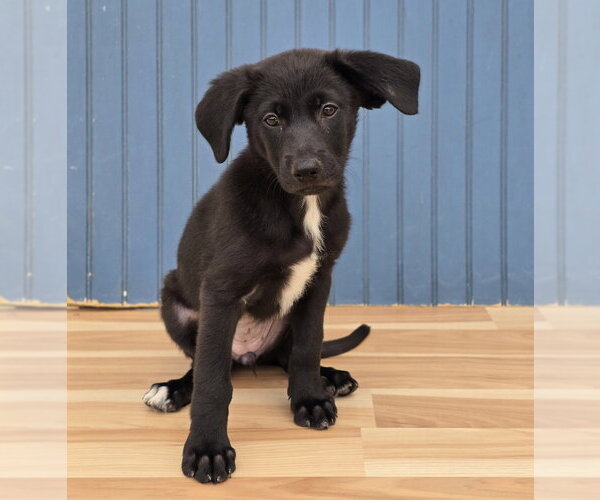 Medium Photo #1 Labrenees Puppy For Sale in Lakewood, CO, USA