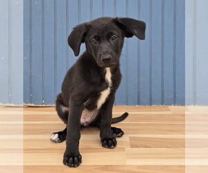 Labrenees Dogs for adoption in Lakewood, CO, USA