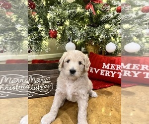 Goldendoodle Puppy for sale in COLLIERVILLE, TN, USA