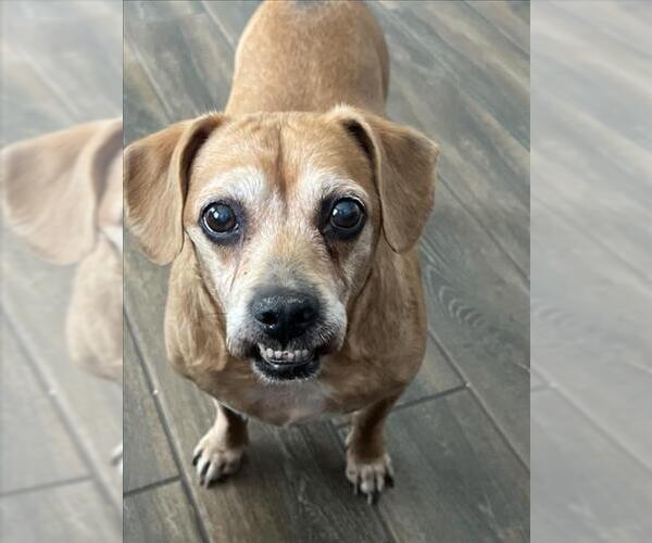 Medium Photo #2 Puggle Puppy For Sale in Las Vegas, NV, USA