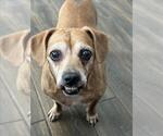 Small #1 Puggle