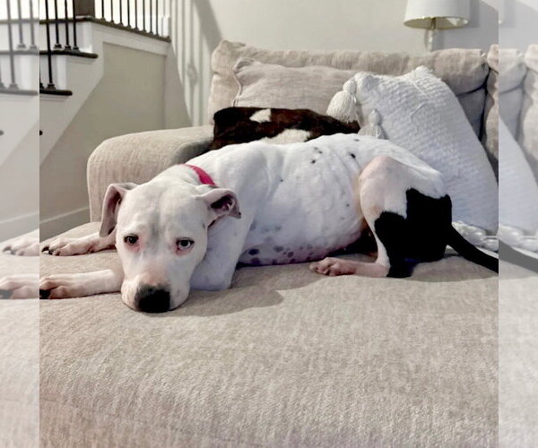 Medium Photo #6 Boxer-Pointer Mix Puppy For Sale in Houston, TX, USA