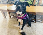 Small #2 American Pit Bull Terrier-Staffordshire Bull Terrier Mix