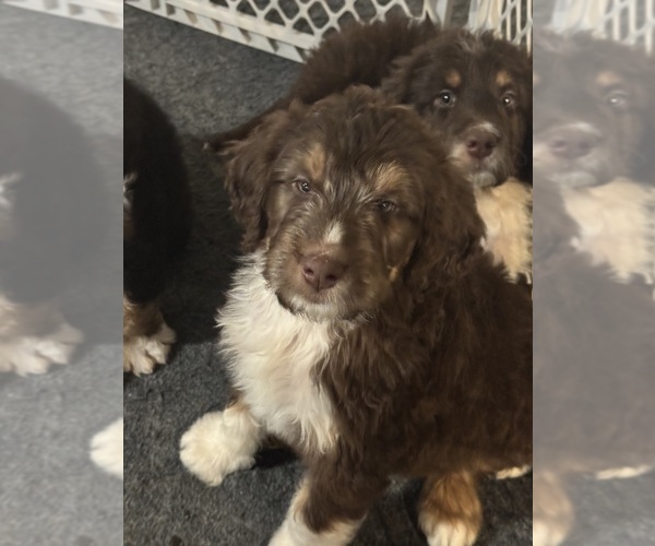 Medium Photo #9 Aussiedoodle-Bernedoodle Mix Puppy For Sale in LOGAN, OH, USA