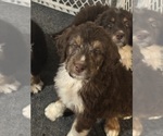 Small #3 Aussiedoodle-Bernedoodle Mix