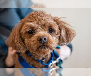 Shih-Poo Dogs for adoption in Mundelein, IL, USA