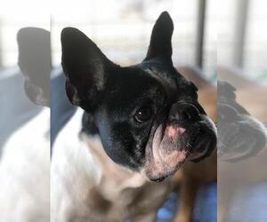 Father of the French Bulldog puppies born on 09/20/2019
