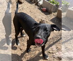 Tycoon - Male American Staffordshire Terrier-Unknown Mix Dog for Adoption - Small photo