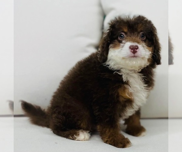 Medium Photo #1 Miniature Bernedoodle Puppy For Sale in CINCINNATI, OH, USA