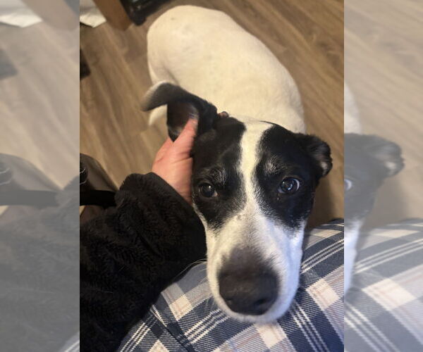 Medium Photo #4 Border Collie-Unknown Mix Puppy For Sale in Aurora, IN, USA