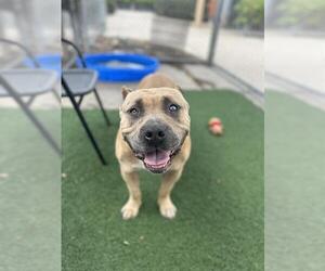 American Pit Bull Terrier Dogs for adoption in Chula Vista, CA, USA