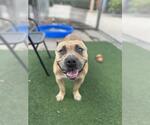 Small American Pit Bull Terrier