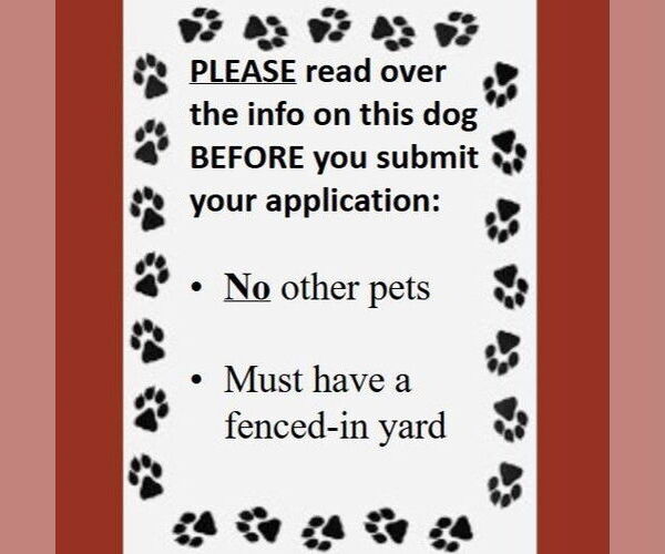 Medium Photo #4 Mutt Puppy For Sale in Fargo, ND, USA