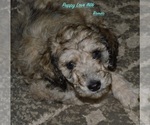 Puppy Romeo Poodle (Standard)