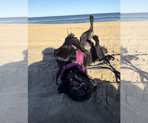 Medium Photo #4 Border Collie-Golden Retriever Mix Puppy For Sale in Virginia Beach, VA, USA