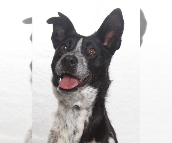 Medium Photo #1 Mutt Puppy For Sale in Burbank, CA, USA