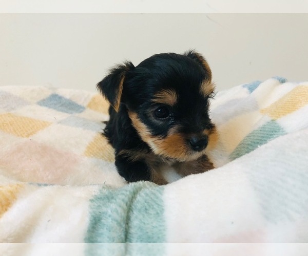 Medium Photo #1 Yorkshire Terrier Puppy For Sale in MILWAUKEE, WI, USA