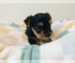 Puppy Puppy 4 Yorkshire Terrier