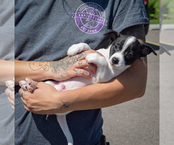 Medium Photo #3 Jack-Rat Terrier Puppy For Sale in Huntley, IL, USA
