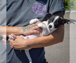 Small #2 Jack-Rat Terrier