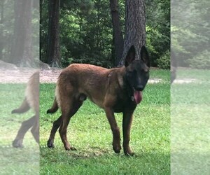 Father of the Belgian Malinois puppies born on 01/23/2023
