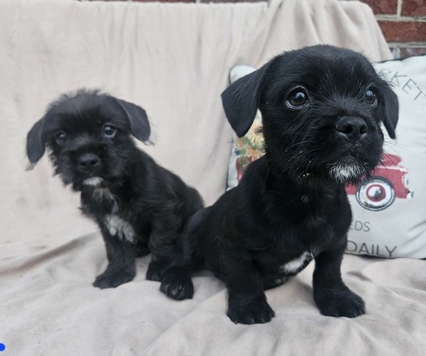 Medium Photo #3 French Bulldog-Shih Tzu Mix Puppy For Sale in WALSH, IL, USA