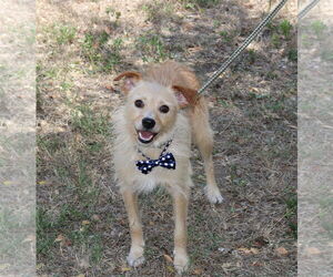 Cairn Terrier-Norfolk Terrier Mix Dogs for adoption in Bandera, TX, USA