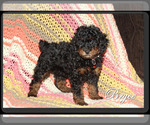 Small Photo #2 Poodle (Toy) Puppy For Sale in EL PASO, TX, USA
