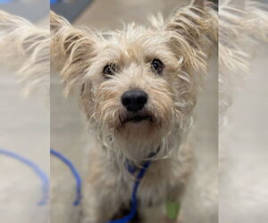 Mutt Dogs for adoption in Oak Bluffs, MA, USA
