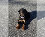 Small #11 Doberman Pinscher