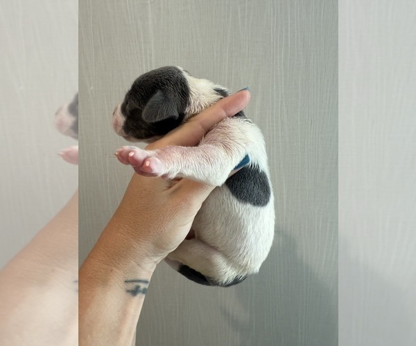 Medium Photo #30 Great Dane Puppy For Sale in HALLETTSVILLE, TX, USA