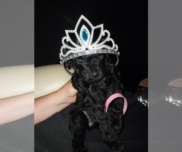 Medium Photo #8 Bordoodle Puppy For Sale in COPPERAS COVE, TX, USA