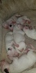 Small Photo #38 Bull Terrier Puppy For Sale in JACKSON, MI, USA