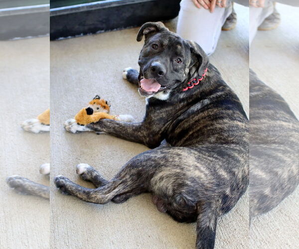 Medium Photo #2 Mastiff-Unknown Mix Puppy For Sale in Green Forest, AR, USA